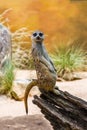 The Meerkat or Suricate standing on the log Royalty Free Stock Photo
