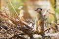 Meerkat suricate