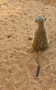 The meerkat or suricate stands back to spectator.