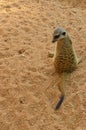 The meerkat or suricate stands back to spectator.