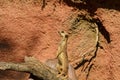 The meerkat or suricate stands on tree trunk.