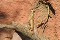 The meerkat or suricate stands on tree trunk.