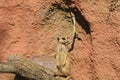 The meerkat or suricate stands on tree trunk.