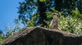 The meerkat or suricate is staying and looking around checking the territory for the predators Royalty Free Stock Photo