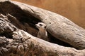 Meerkat Suricate - Suricata Suricatta