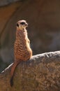 Meerkat or suricate (Suricata suricatta)