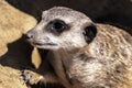 Meerkat or Suricate Royalty Free Stock Photo