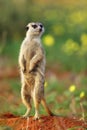 The meerkat or suricate Suricata suricatta in the blossoming desert. Suricata on patrol