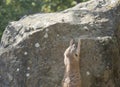 Meerkat or suricate, Suricata suricatta climbing on the roxk stone, selective focus, copy space for text