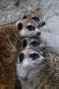 Meerkat (suricate, Suricata suricatta) family native to the Kalahari Deser Royalty Free Stock Photo