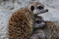 Meerkat (suricate, Suricata suricatta) family native to the Kalahari Deser Royalty Free Stock Photo