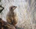 A meerkat or suricate Suricata suricatta keeping watch on a lo Royalty Free Stock Photo