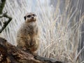 A meerkat or suricate Suricata suricatta keeping watch on a lo Royalty Free Stock Photo