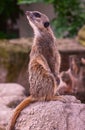 Meerkat or Suricate Suricata suricatta keeps watch on a stone. Karlsruhe, Germany