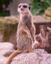 Meerkat or Suricate Suricata suricatta keeps watch on a stone. Karlsruhe, Germany