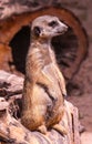 Meerkat or Suricate Suricata suricatta keeps watch on a stone