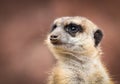 The meerkat or suricate Suricata suricatta