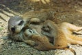 Meerkat or Suricate (Suricata suricatta) Royalty Free Stock Photo
