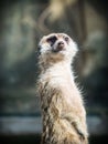 The meerkat or suricate Suricata suricatta