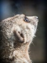 The meerkat or suricate Suricata suricatta Royalty Free Stock Photo