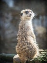 The meerkat or suricate Suricata suricatta Royalty Free Stock Photo