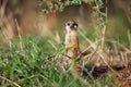 The meerkat or suricate Suricata suricatta patrolling near the hole. Meerkat standing in the morning sun Royalty Free Stock Photo