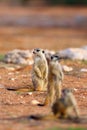 Meerkat or suricate Suricata suricatta patrolling near the hole. Three meercats standing in a row. Typical behavior of