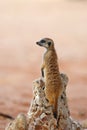 The meerkat or suricate Suricata suricatta patrolling near the hole. Young animal standing in the morning sun on the stone Royalty Free Stock Photo