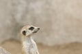 Meerkat, suricate, Suricata suricatta, portrait, in sentry position; in captivity Royalty Free Stock Photo