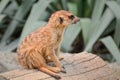 Meerkat - Suricate - Suricata suricatta Royalty Free Stock Photo