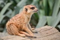 Meerkat - Suricate - Suricata suricatta Royalty Free Stock Photo
