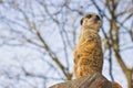 Meerkat or Suricate Suricata suricatta sitting up on a rock standing on guard - image with copy space Royalty Free Stock Photo