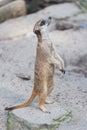 Meerkat suricate or Suricata suricatta. Royalty Free Stock Photo