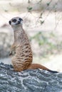 Meerkat suricate or Suricata suricatta. Royalty Free Stock Photo