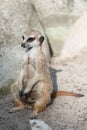 Meerkat suricate or Suricata suricatta. Small carnivoran belonging to the mongoose family - Herpestidae. African native cute Royalty Free Stock Photo