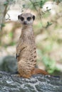 Meerkat suricate or Suricata suricatta. Small carnivoran belonging to the mongoose family - Herpestidae. African native cute Royalty Free Stock Photo