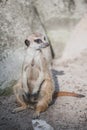 Meerkat suricate or Suricata suricatta. Small carnivoran belonging to the mongoose family - Herpestidae. Royalty Free Stock Photo