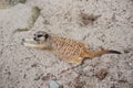 Meerkat suricate or Suricata suricatta. Small carnivoran belonging to the mongoose family - Herpestidae. Royalty Free Stock Photo