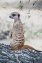 Meerkat suricate or Suricata suricatta. Small carnivoran belonging to the mongoose family - Herpestidae. Royalty Free Stock Photo