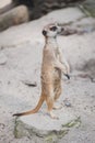 Meerkat suricate or Suricata suricatta. Royalty Free Stock Photo