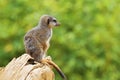 Meerkat or suricate Suricata suricatta is a small carnivoran belonging to the mongoose family Herpestidae. It is the only memb Royalty Free Stock Photo