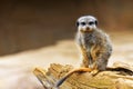 Meerkat or suricate Suricata suricatta is a small carnivoran belonging to the mongoose family Herpestidae. It is the only memb Royalty Free Stock Photo