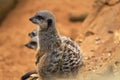 Meerkat or suricate Suricata suricatta is a small carnivoran belonging to the mongoose family Herpestidae. It is the only memb Royalty Free Stock Photo
