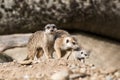 The meerkat or suricate Suricata suricatta is a small carnivoran, meercat family searching for food on sand dune, family of smal Royalty Free Stock Photo