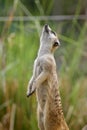 Meerkat