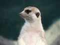 Meerkat, Suricate, Suricata suricatta stand watching Royalty Free Stock Photo