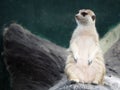 Meerkat, Suricate, Suricata suricatta stand watching on timber wood