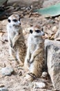 Meerkat or suricate Royalty Free Stock Photo