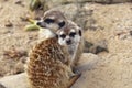 Meerkat or suricate