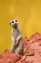 Meerkat / suricate Royalty Free Stock Photo